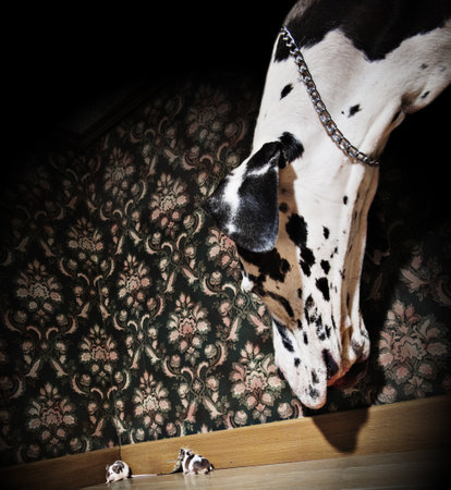 Great dane looking at a mouse coming out of her holeの写真素材