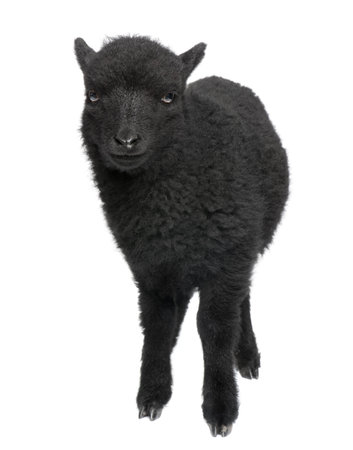 Young Ouessant ram (1 month old) in front of a white backgroundの写真素材