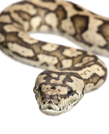 carpet python - Morelia spilota variegata in front of a white background