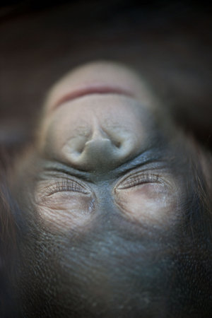 Orangutan newborn baby 1 months - Pongo pygmaeusの写真素材