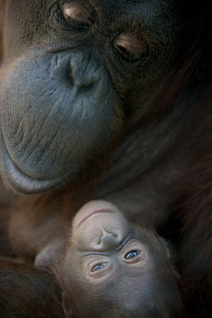 mother Orangutan and her newborn baby 1 months - Pongo pygmaeusの写真素材