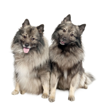 couple of two Keeshond (6 and 2 years old) in front of a white background