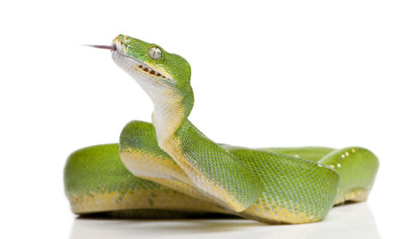 green tree python - Morelia viridis (5 years old) in front of a white background