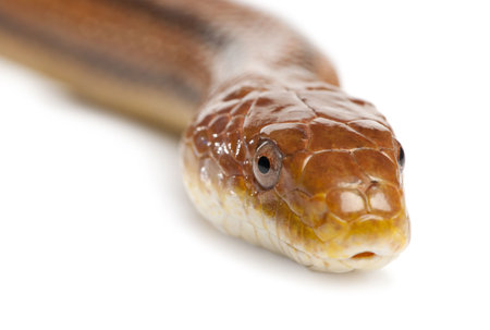 rat snake - elaphe obsoleta (4 years old) in front of a white background