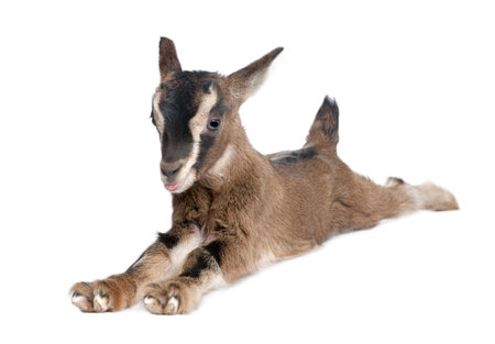 brown Young Goat lying down (3 weeks old) in front of a white backgroundの写真素材