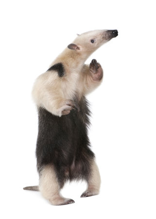 Collared Anteater- Tamandua tetradactyla in front of a white backgroundの写真素材