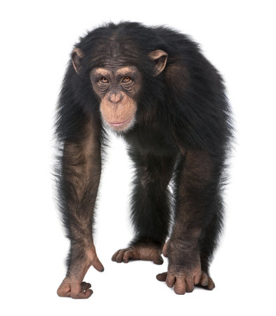 Young Chimpanzee - Simia troglodytes (5 years old) in front of a white background