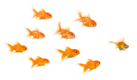 School of Goldfish in front of a white background, this image can be used to represent : exclusion, bullying, chase, hunt,leading,gang, solidarity, etcの写真素材