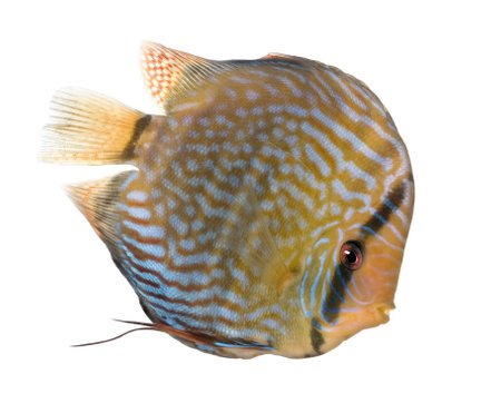 Red Turquoise  Discus (fish) - Symphysodon aequifasciatus  in front of a white backgroundの写真素材
