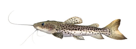 Catfish - Pseudoplatystoma fasciatum in front of a white background