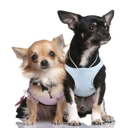 chihuahuas dressed-up in front of a white background