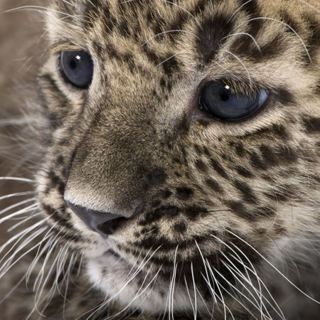 Persian leopard Cub (6 weeks) in front of a white backgroundの写真素材