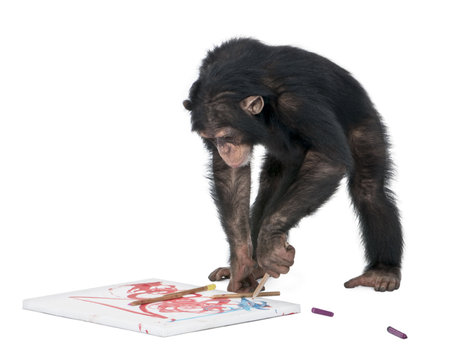 monkey (Chimpanzee) drawing on a canvas - Simia troglodytes (5 years old) in front of a white backgroundの写真素材