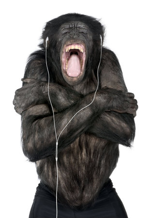 Monkey listening music with his white headset  in front of a white background (Mixed-Breed between...