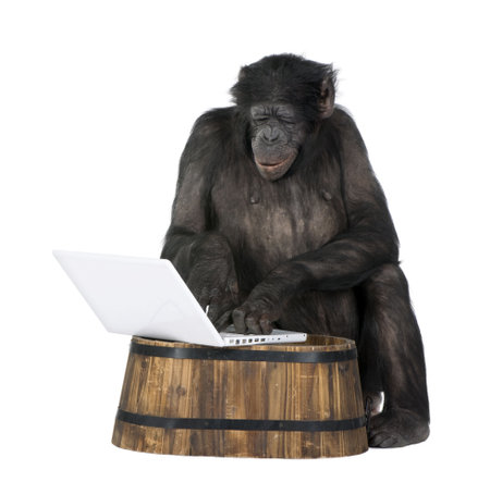 monkey (Mixed-Breed between Chimpanzee and Bonobo) playing with a laptop (20 years old) in front of...