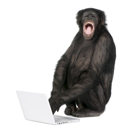 monkey (Mixed-Breed between Chimpanzee and Bonobo) playing with a laptop (20 years old) in front of a white backgroundの写真素材