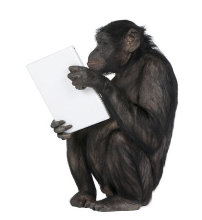 monkey (Mixed-Breed between Chimpanzee and Bonobo) playing with a laptop (20 years old) in front of a white backgroundの写真素材