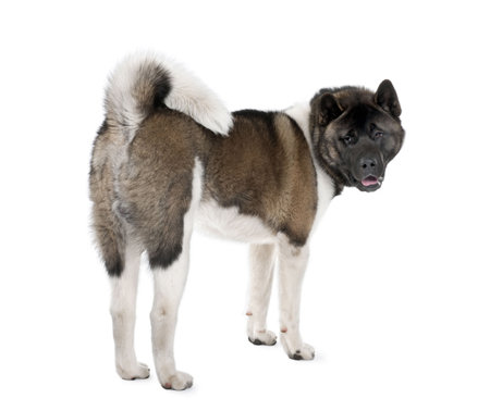 Portrait of husky dog, standing against white background, studio shotの写真素材