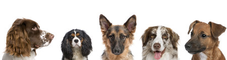Portrait of different breeds of dogs against white background, studio shotの写真素材