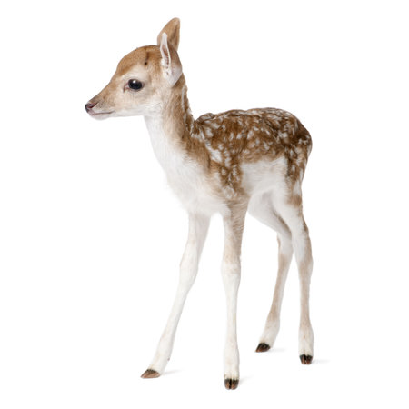 Side view of Fallow Deer Fawn, Dama dama, 5 days old, standing against white background, studio shotの写真素材
