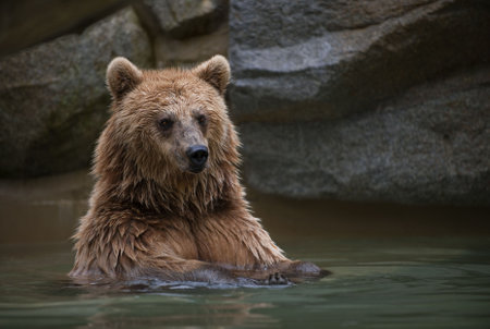 Brown bear in a swimming poolの写真素材