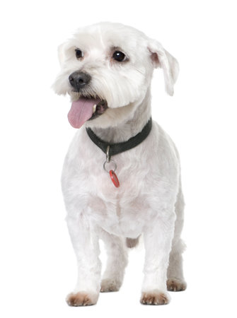maltese dog panting (12 years old) in front of A white background
