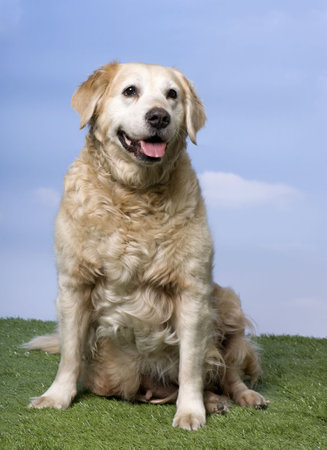 Golden Retriever (12 years old) sitting on grassの写真素材