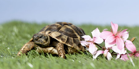 Turtle on grass against a blue skyの写真素材