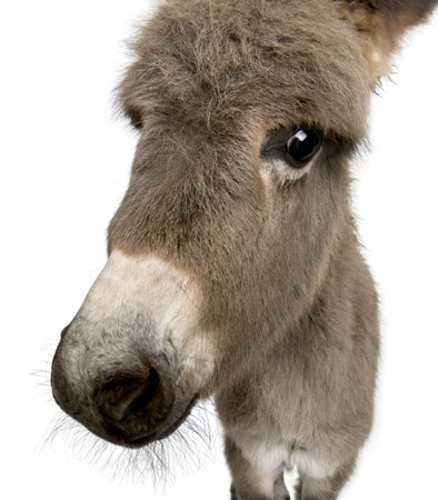 Close-up portrait of donkey foal, 2 months old, against white background, studio shotの写真素材