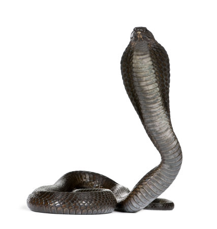Portrait of Egyptian cobra, Naja haje, against white background, studio shotの写真素材