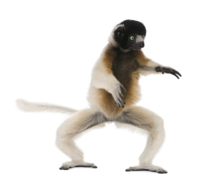 Young Crowned Sifaka, Propithecus Coronatus, 1 year old, dancing in front of white background, studio shotの写真素材
