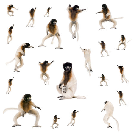 Collage of Young Crowned Sifaka, Propithecus Coronatus, against white background, studio shotの写真素材