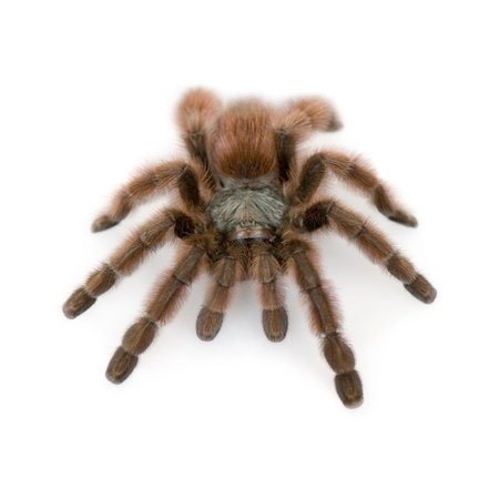 Antilles pinktoe tarantula, Avicularia metallica, against white background, studio shot