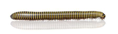 Black and yellow Millipede from Guyane, in front of white background, studio shot