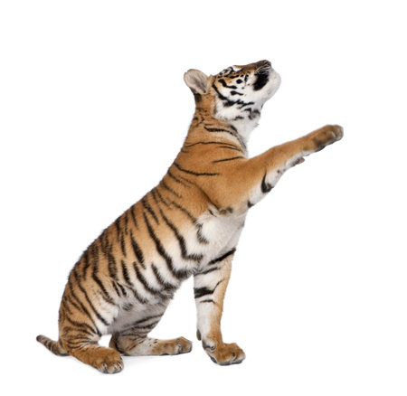 Bengal Tiger, Panthera tigris tigris, 1 year old, reaching in front of white background, studio shotの写真素材