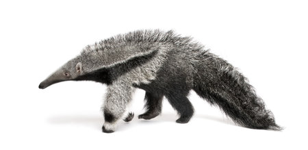 Young Giant Anteater, Myrmecophaga tridactyla, 3 months old, walking in front of white background, studio shotの写真素材