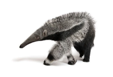 Young Giant Anteater, Myrmecophaga tridactyla, 3 months old, walking in front of white background, studio shotの写真素材