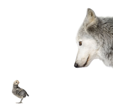 Mackenzie Valley Wolf looking at a chick in front of white background, studio shot