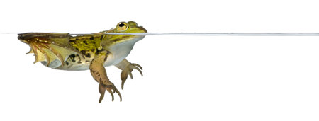 Frog floating in water against white background, studio shotの写真素材