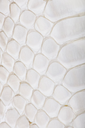 Close-up of squamata, scaled reptileの写真素材