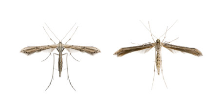 High angle view of two moths, Lepidoptera, in front of white background, studio shotの写真素材