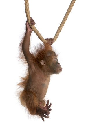 Baby Sumatran Orangutan, 4 months old, hanging from rope in front of white backgroundの写真素材