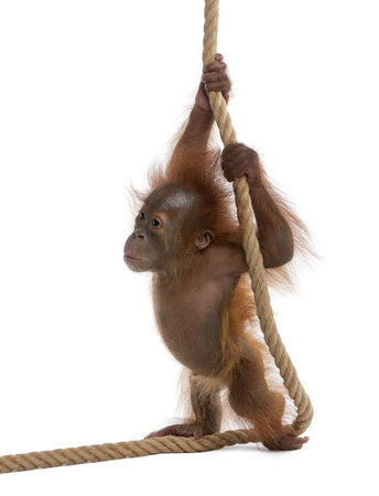 Baby Sumatran Orangutan, 4 months old, holding onto rope in front of white backgroundの写真素材