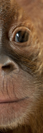 Panoramic close-up of baby Sumatran Orangutan, 4 months oldの写真素材