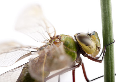 Close-up of old Emperor dragonfly, Anax imperator, on blade of grass in front of white backgroundの写真素材