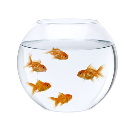 Five goldfish in fish bowl, in front of white backgroundの写真素材