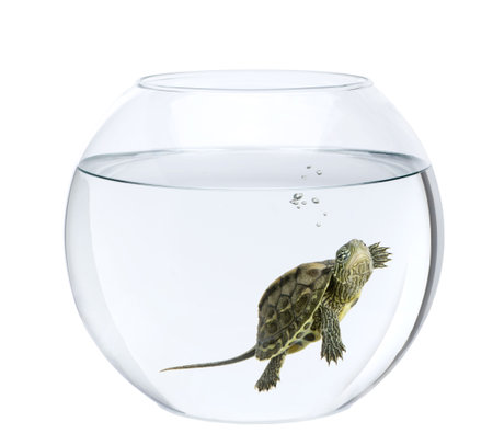 Small turtle swimming in fish bowl, in front of white backgroundの写真素材
