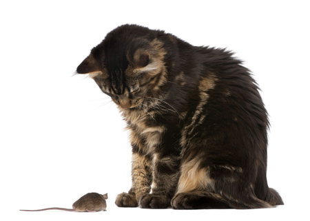 Maine Coon looking at wild mouse, 7 months old, in front of white backgroundの写真素材