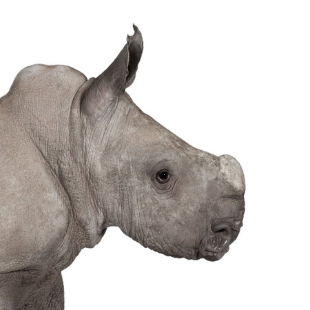 young White Rhinoceros or Square-lipped rhinoceros - Ceratotherium simum (2 months old) in front of a white backgroundの写真素材