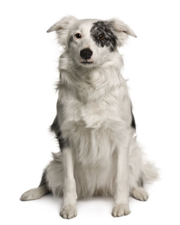 Border collie, 18 months old, sitting in front of white backgroundの写真素材